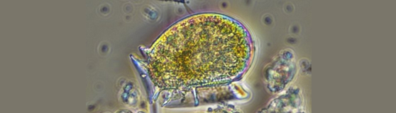 Dinophysis fortii Pavillard, 1924